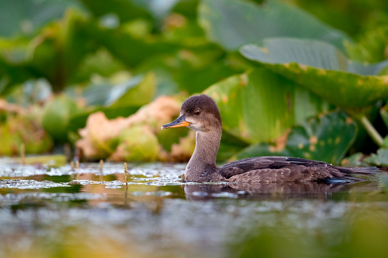 A duck swimming serenely among lily pads.