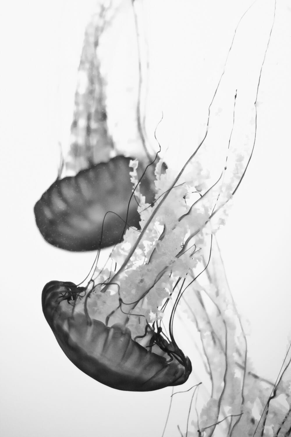Black and white photograph of jellyfish with trailing tentacles.