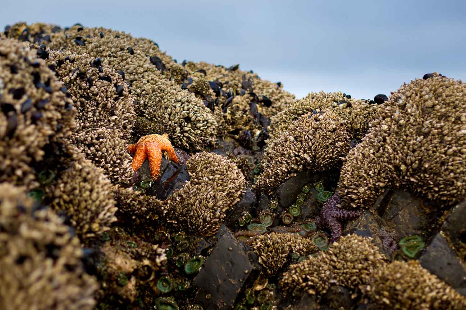 A lone orange starfish among barnacle-covered rocks at low tide.