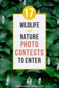 Promotional poster for wildlife and nature photo contests featuring the number 17.