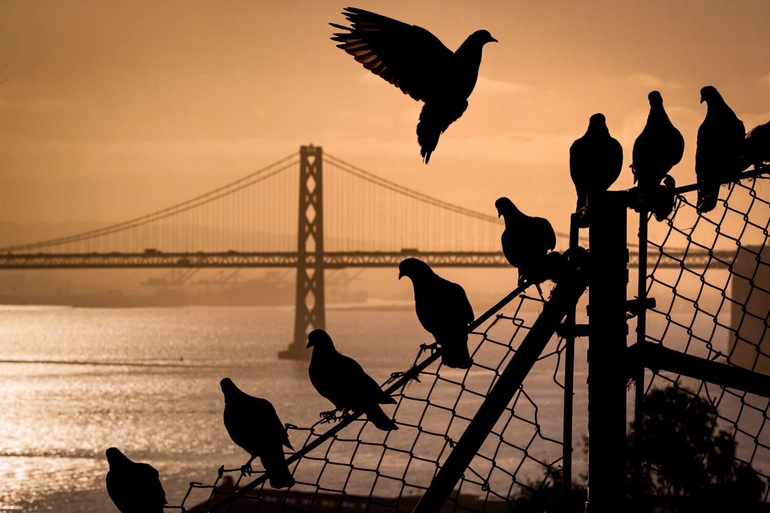 Pigeons perched on a fence at sunset, with a silhouette of a suspension bridge in the background.