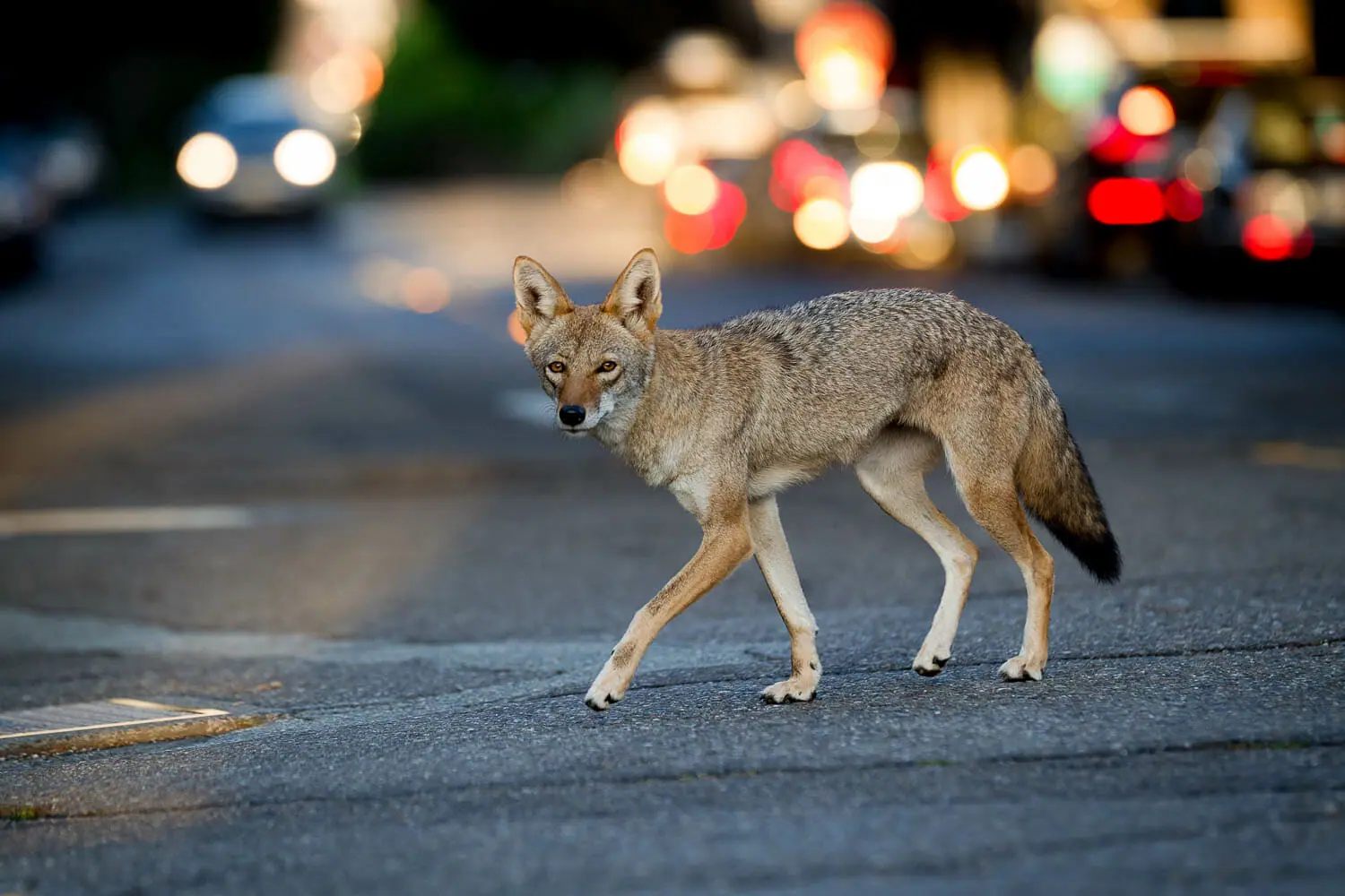 urban-coyote-4461