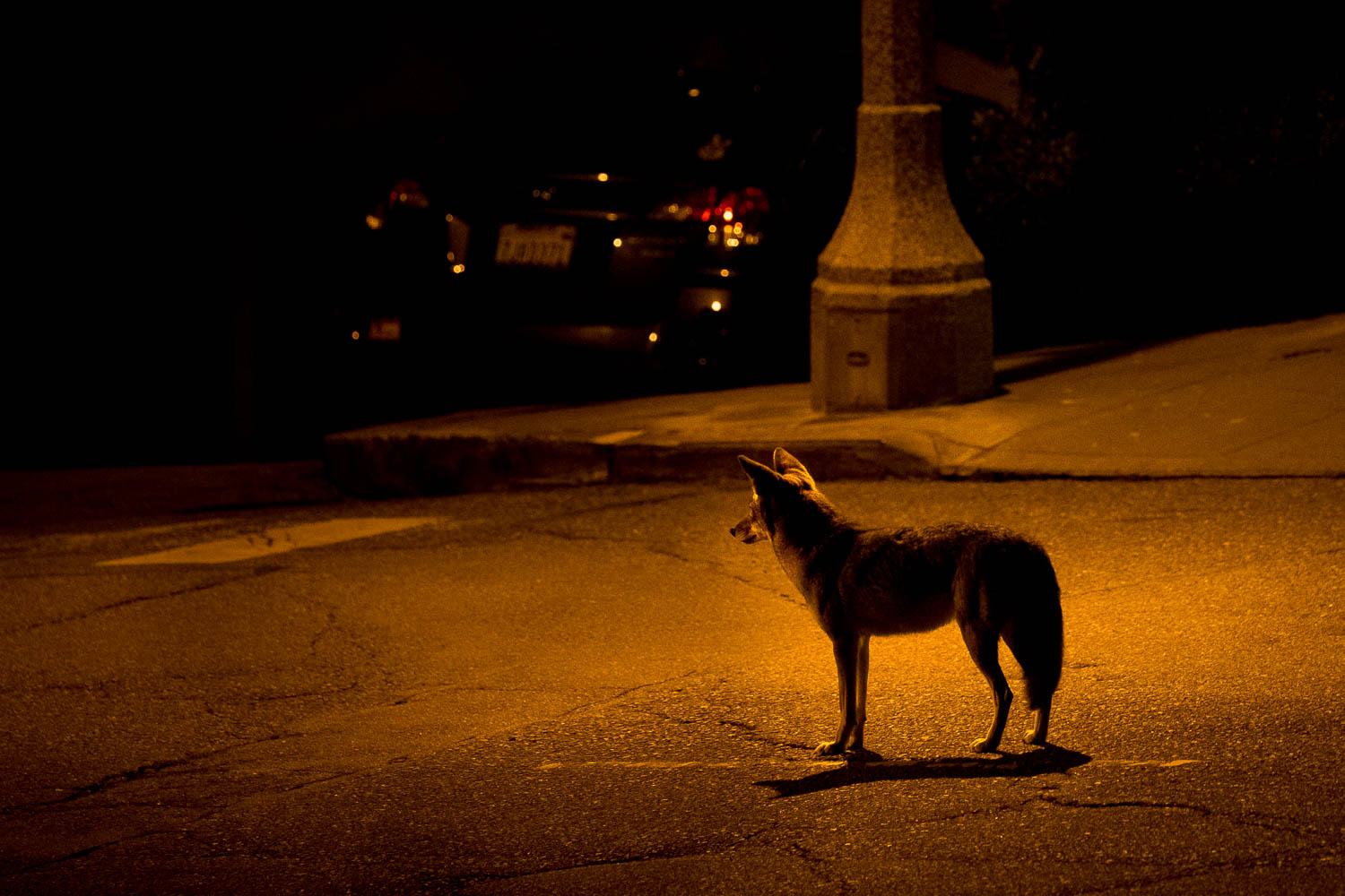 urban-coyote-4579