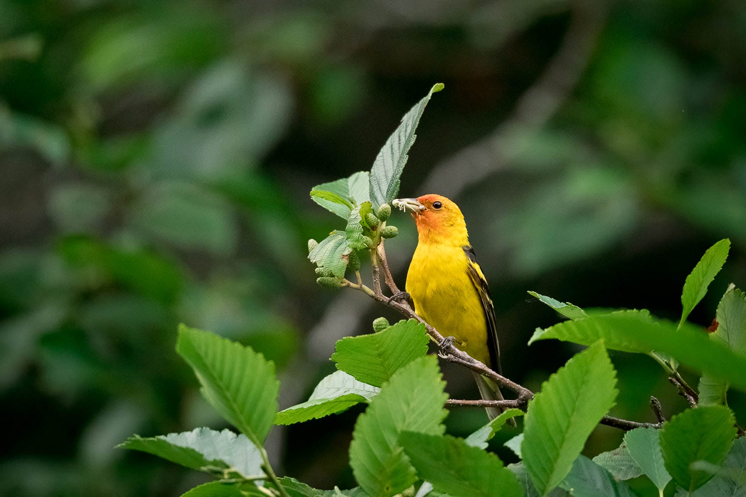A western taninger bird perched on a branch among green leaves.