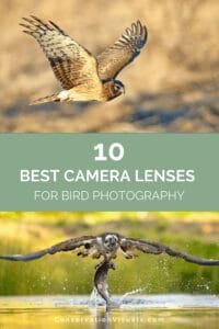Top 10 camera lenses for bird photography.