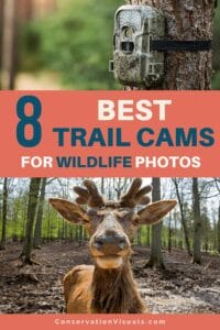 Guide to the top 8 trail cameras for capturing wildlife, featuring a curious deer.