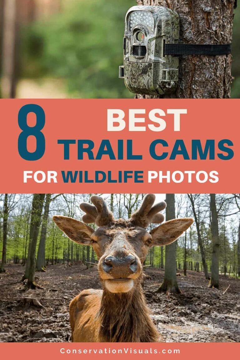 9 Best Trail Cameras Of 2024 For Capturing Wildlife