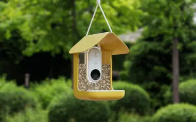 The Best Bird Feeder Cameras of 2024 (Plus How to Choose)