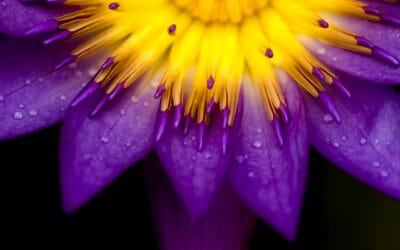 Photographing Flowers: Tips for Close-Up Flower Photos