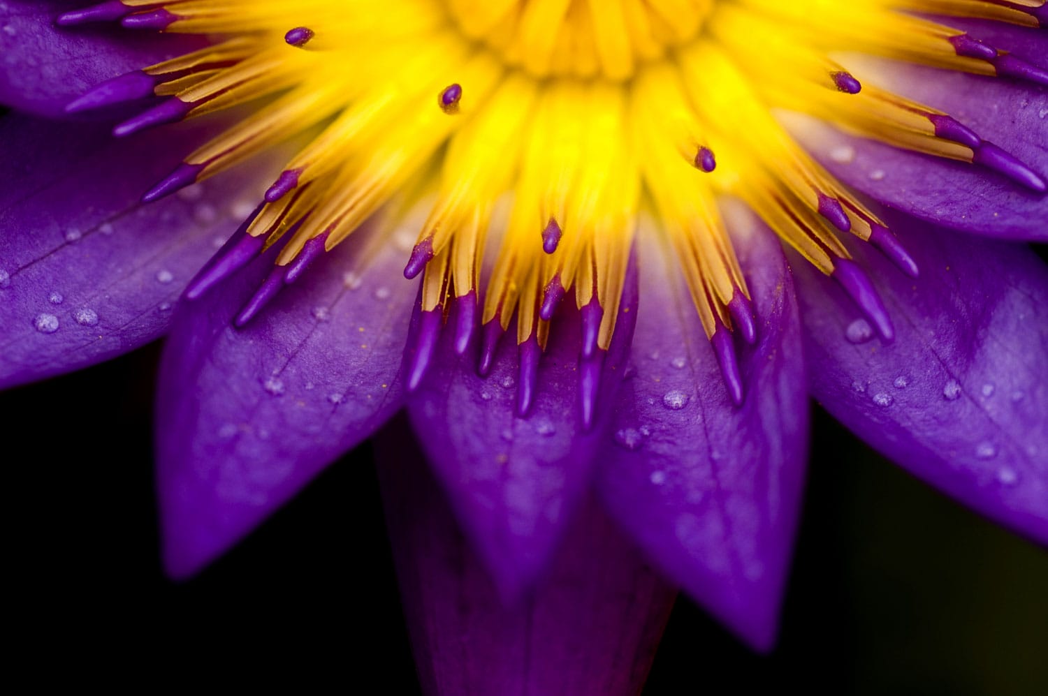 Photographing Flowers: Tips for Close-Up Flower Photos