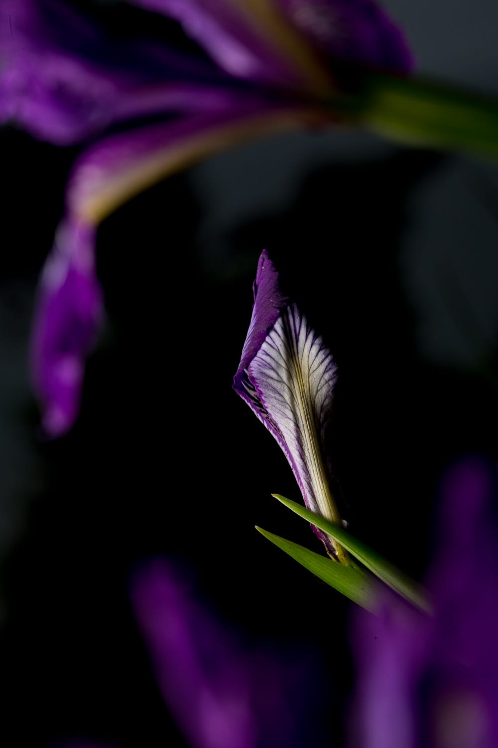 Close-up of a purple iris flower in partial shadow.