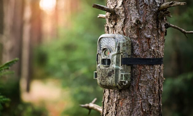 8 Best Trail Cameras of 2023 for Capturing Wildlife