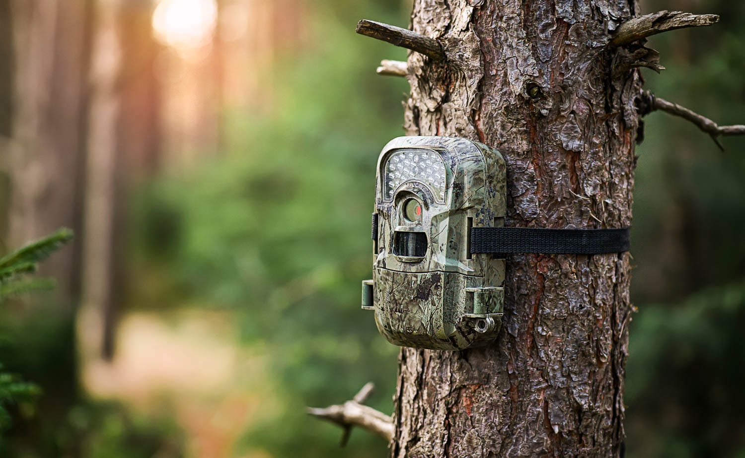 Trail camera attached to a tree in a forest setting.