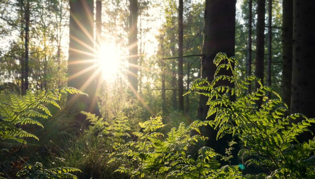 How To Shoot Into The Sun: 7 Tips For Harsh Light