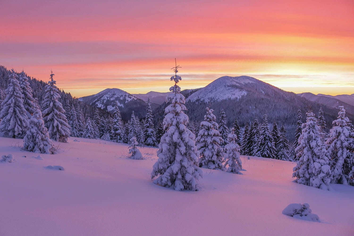 Snow Photography Tips: Your Guide to Taking Great Photos in the Snow
