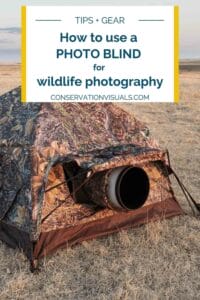 Portable camouflage photo blind set up in a grassy field with a camera lens protruding, with text offering tips and gear advice for wildlife photography.