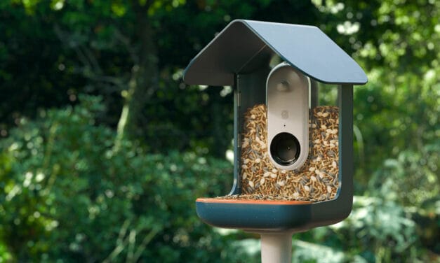 Bird Buddy Review: The Smart Bird Feeder That Sends Photos From Your Feathered Friends