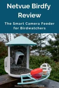 A bird feeder equipped with a netvue birdfy camera for birdwatching review.