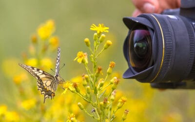 Butterfly Photography: Essential Tips for Beautiful Images